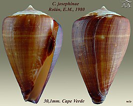 Conus josephinae