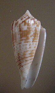 Miniatura para Conus mucronatus