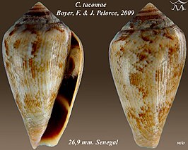 Conus tacomae