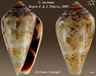 <i>Conus tacomae</i> Species of sea snail