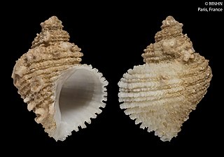 <i>Coralliophila rhomboidea</i> Species of gastropod