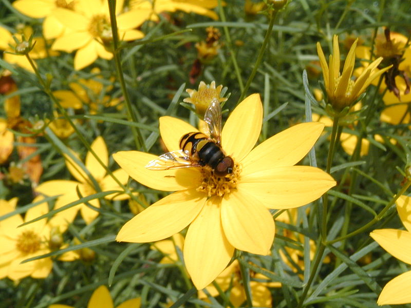 File:Coreopsis verticillata with syrphid 001.JPG