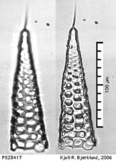 Cornutella profunda Species of single-celled organism