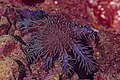 * Nomination Crown-of-thorns starfish (Acanthaster planci), Red Sea, Egypt --Poco a poco 07:48, 5 July 2023 (UTC) * Promotion  Support Good quality. --Jakubhal 18:30, 5 July 2023 (UTC)