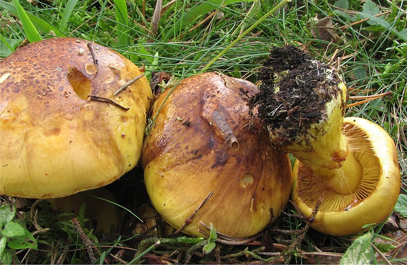 File:Cortinarius meinhardii Bon 111547.jpg