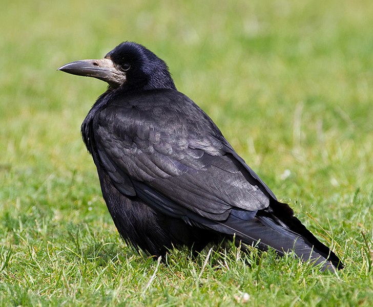 File:Corvus frugilegus -Shropshire, England-8.jpg