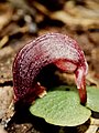 Corybas dowlingii