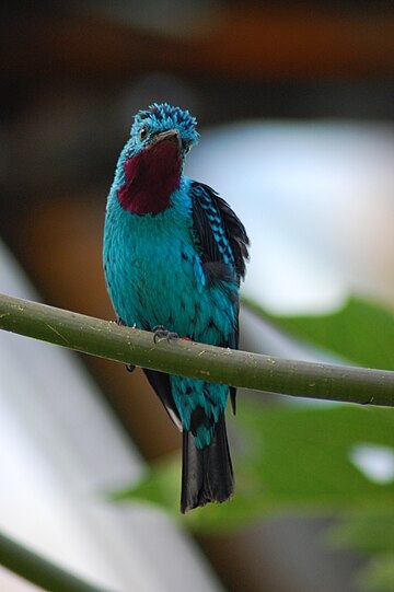 Cotinga-pintada