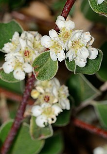 Cotoneaster nummularius 3.jpg