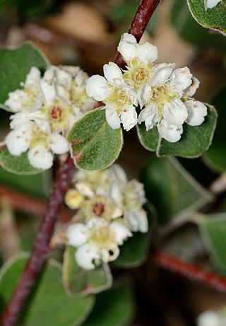 <i>Cotoneaster nummularius</i> Species of plant