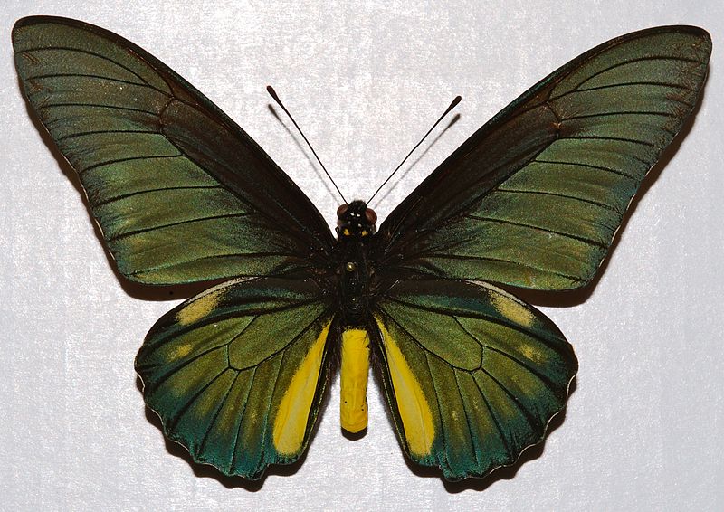 File:Cramer's Swallowtail (Battus lycidas) (8365913958).jpg