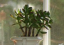 CAM is named after the family Crassulaceae, to which the jade plant belongs. Crassula Ovata.jpg