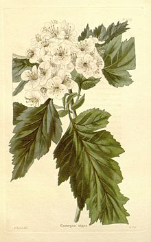 Crataegus nigra.jpg