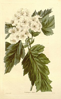 Description de l'image Crataegus nigra.jpg.