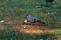Crested Pigeon (Ocyphaps lophotes) (9935906345).jpg
