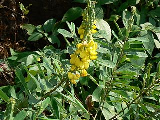 <i>Crotalaria spectabilis</i> Species of plant in the genus Crotalaria