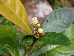 Description de l'image Croton hancei flower.jpg.