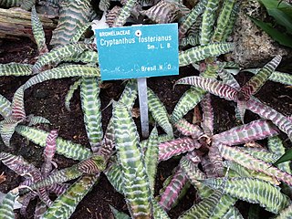 <i>Cryptanthus fosterianus</i> Species of plant