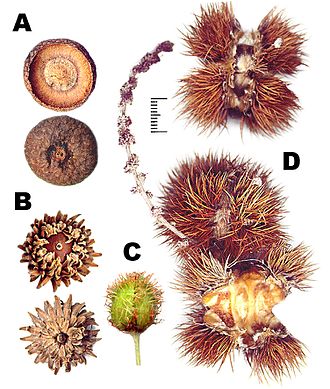 Examples of cupules of Fagaceae:
A: Quercus rubra B: Quercus trojana
C: Fagus sylvatica D: Castanea sativa Cupule of Fagaceae.jpg