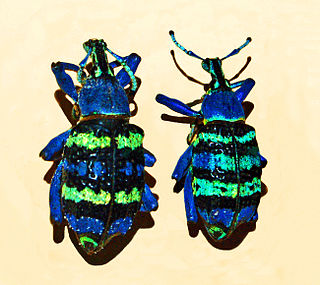 <i>Eupholus magnificus</i> Species of beetle