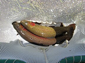 Cutthroat trout