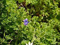 C. lobatus, blåklocksreva