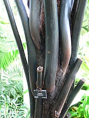 Hexagonal stipe bases of the fern Cyathea medullaris Cyathea medullaris.jpg