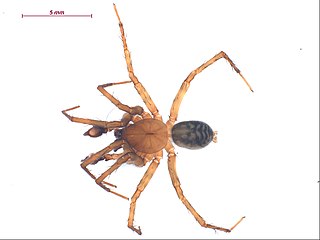 <i>Cybaeus eutypus</i> Species of spider