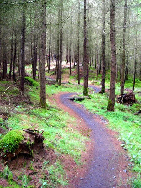 File:Cycle Trail in Kirroughtree Forest - geograph.org.uk - 431760.jpg