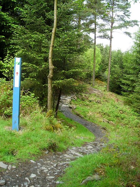 File:Cycle Trail in Kirroughtree Forest - geograph.org.uk - 431785.jpg