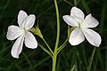 Cycnium tubulosum (Orobanchaceae, South Africa)