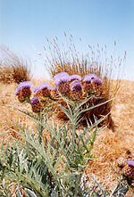 Vignette pour Cynara cardunculus