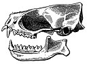 Cynomops planirostris skull.jpg