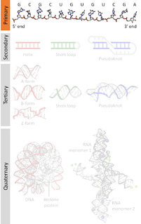 Nucleic acid sequence A succession of nucleotides in a nucleic acid