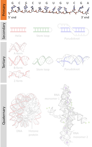 <span class="mw-page-title-main">Nucleic acid sequence</span> Succession of nucleotides in a nucleic acid