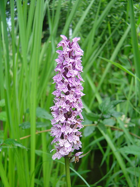 File:Dactylorhiza maculata subsp maculata MUN.jpg