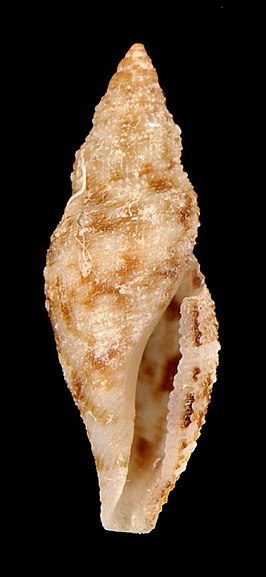 Daphnella margaretae