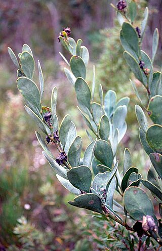 <i>Daviesia obovata</i> Species of legume