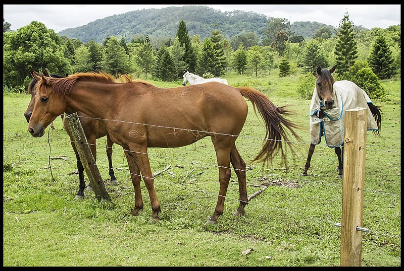 File:Dayboro horses waiting for Ben with carrots-1 (22247249423).jpg