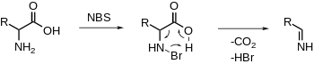 Декарбоксилирование альфа-аминокислоты с помощью NBS.svg