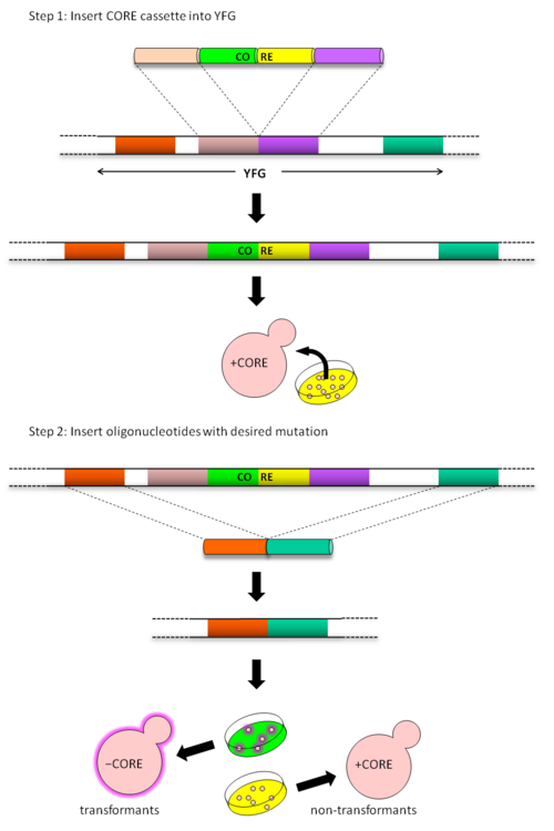 Figure 2. Overview ofDelitto Perfetto for Gene Deletion Delitto Perfetto method for gene deletions.png
