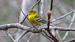 Pine warbler Dendroica pinus.jpg