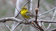 Thumbnail for Pine warbler