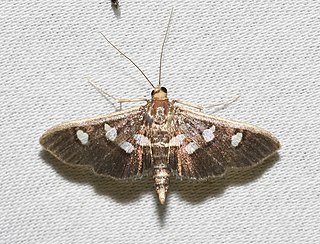 <i>Desmia subdivisalis</i> Species of moth