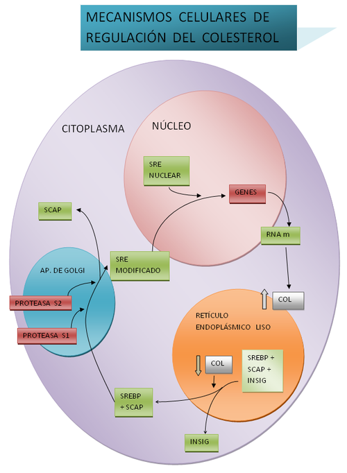 Diagrama Regulación colesterol.PNG