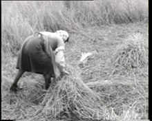 Datei:Die Ernte – 1. Mähen und Einbringen der Brotfrucht.webm