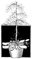 Die Gartenlaube (1895)_b_308_2.jpg Fig. 2 Oberirdische Kartoffelknollen bei teilweiser Verdunklung einer Pflanze (nach Vöchting)