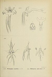 fig. 18 Peristylus candidus Peristylus maingayi fig. 19 Habenaria salaccensis