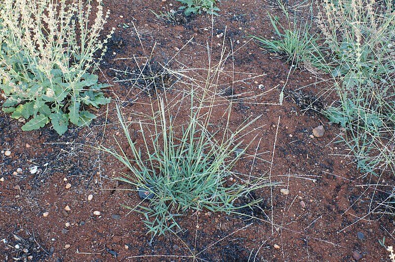 File:Digitaria divaricatissima42 plant5 - Flickr - Macleay Grass Man.jpg