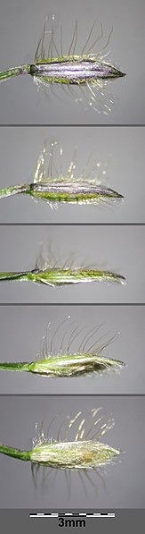 File:Digitaria sanguinalis subsp. pectiniformis sl12.jpg